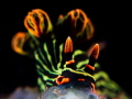   This photo nembrotha nudibranch feeding softcorals. Taken Mainit point Anilao Batangas softcorals  